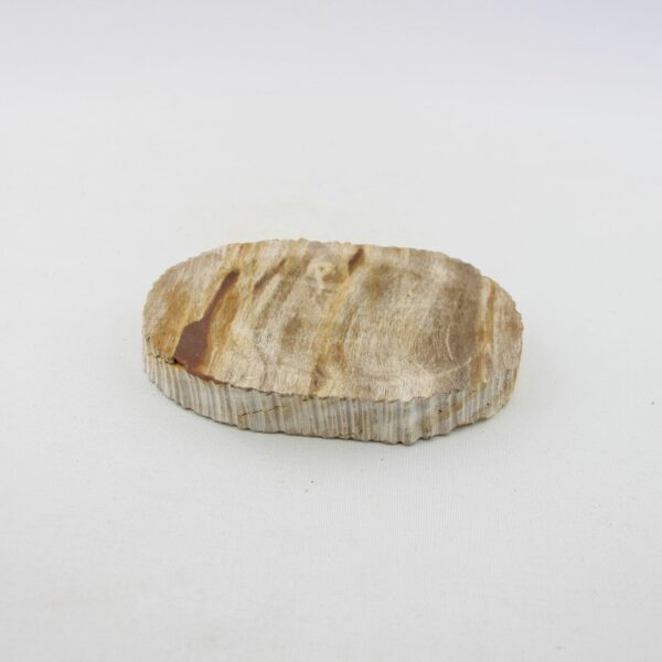 Seifenschale Holz versteinert – Bild 4